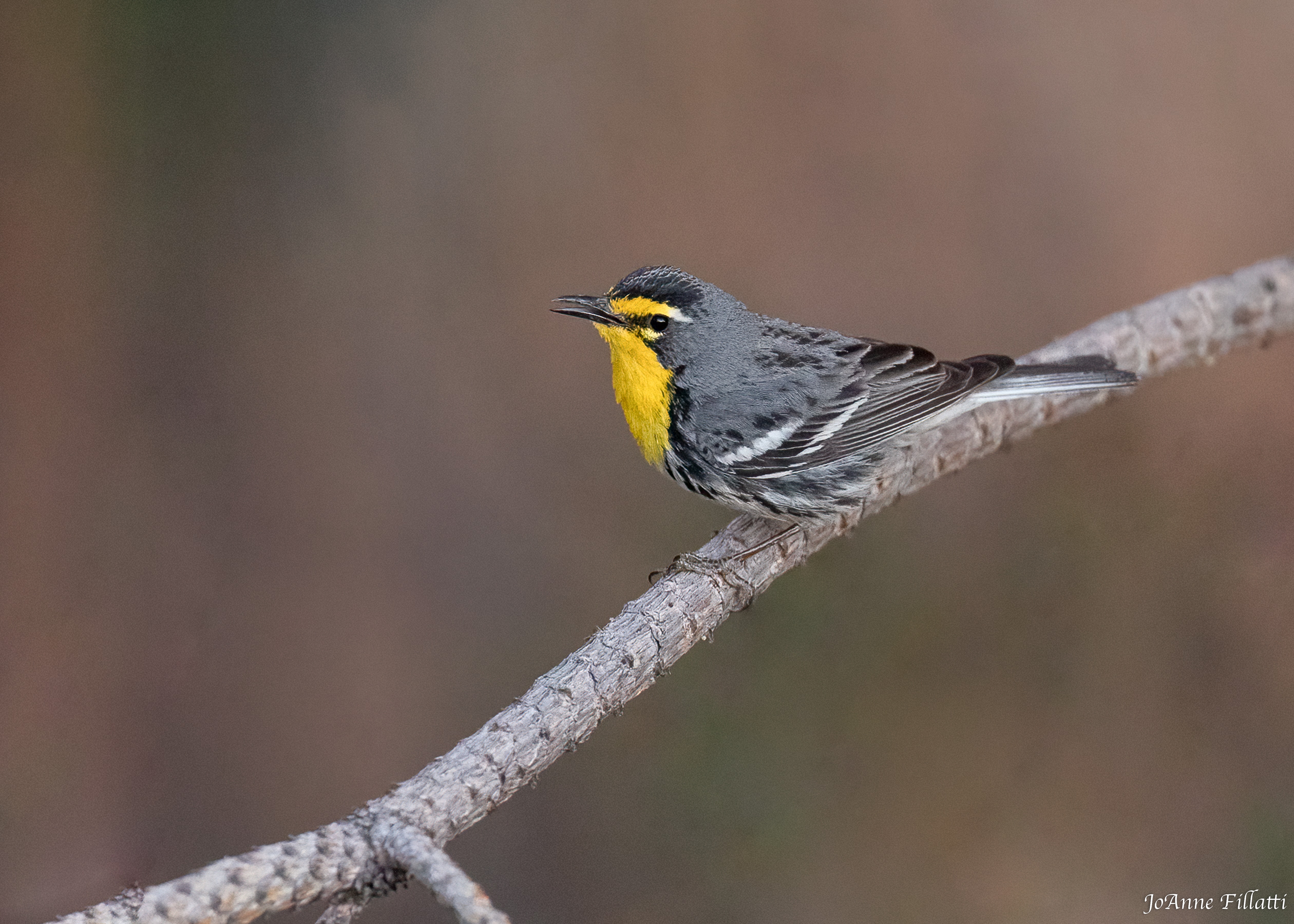 bird of arizona image 15